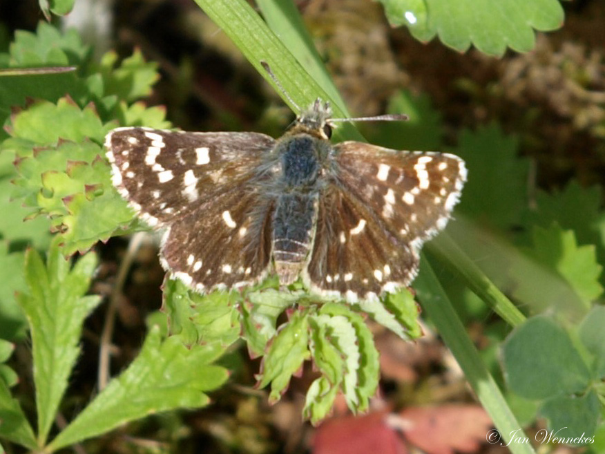 kalkgraslanddikkopje  Spialia sertoriu.jpg